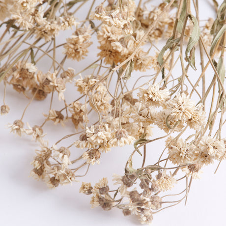 Achillea ptarmica, British, Organic, Natural White, 50-70cm, Bunch 10