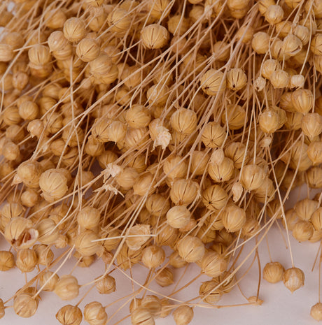 Flax (linum), Dried, Bleached White, 80g Bunch