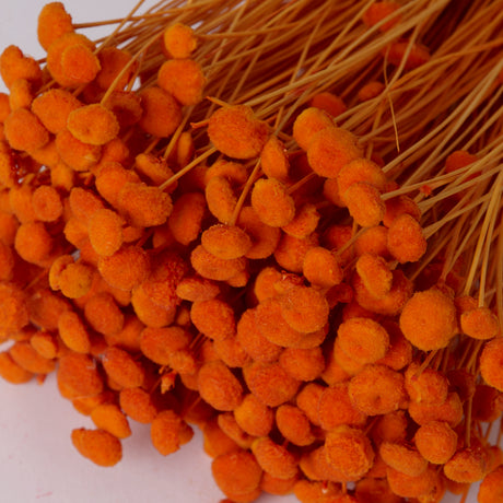 Botao, Dried, Orange, Bunch