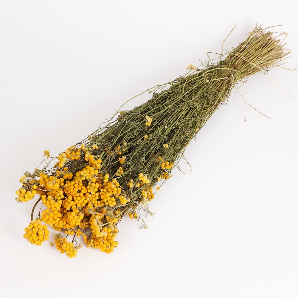 Lona, (Ageratum), Dried, Natural Yellow – Atlas Flowers