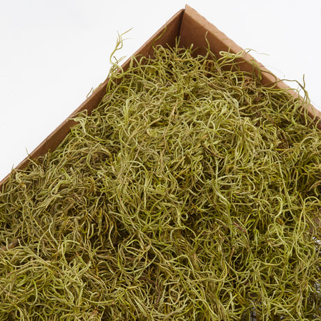 Tillandsia Moss, Preserved, Green, 350g