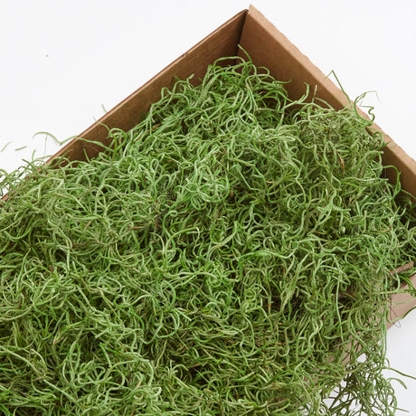 Tillandsia Moss, Preserved, Moss Green, 350g