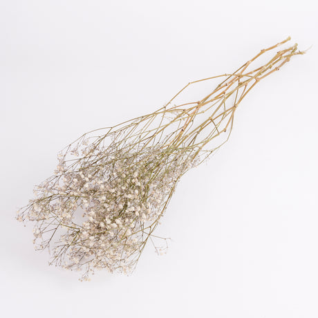 Image shows a 5 stem bunch of Gypsophila or Babys Breath that has been dried.  The flowers are a natural white colour