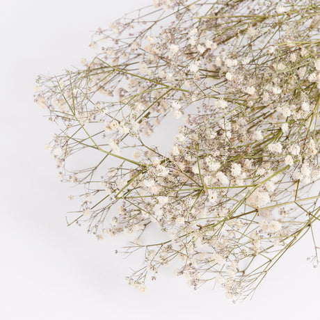 Close up of natural and dried white gypsophila flowers and buds