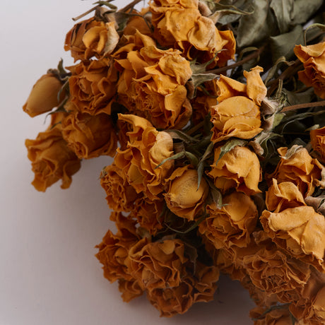 Close up of Dried Spray Roses Mariah showing delicate Yellow flower Heads