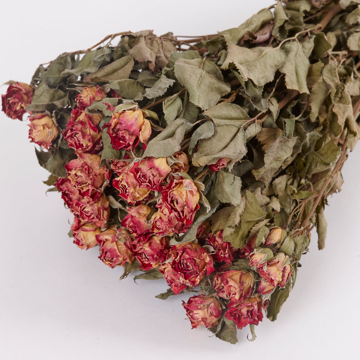 Close up image of dried flower heads Fireworks.  Pink and red in colour.