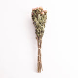 Roses, Spray, Dried, Odillia, Natural Pink, Bunch 10 Stems