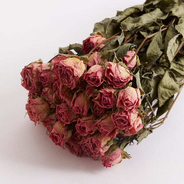 Close up of dried pink roses, variety name Odilla.