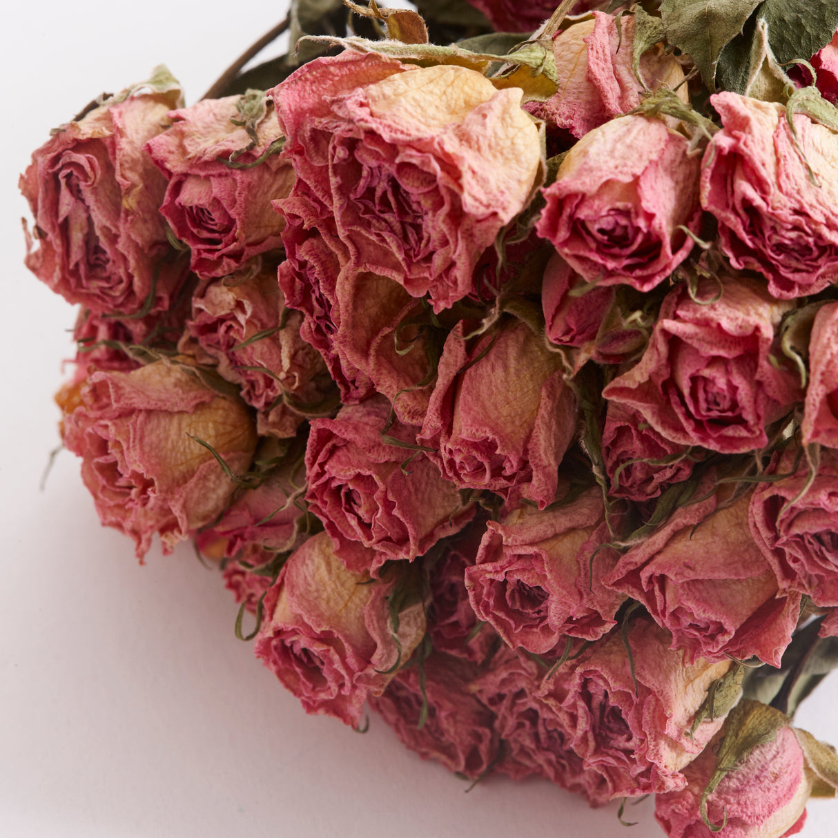 Roses, Spray, Dried, Odillia, Natural Pink, Bunch 10 Stems