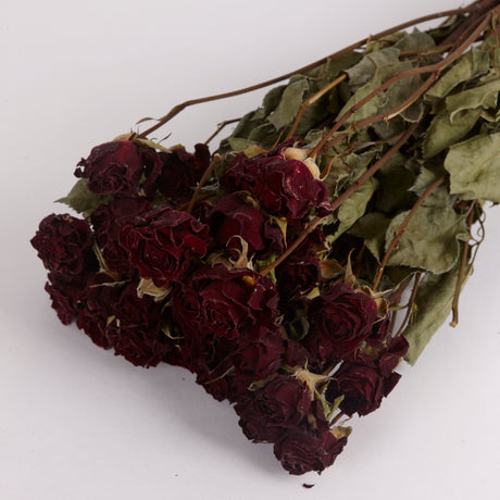 Close up image of Dried Spray Rose Mirabel with deep red flowers