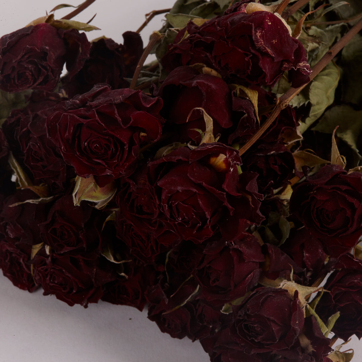 Roses, Spray, Dried, Mirabel, Natural Red, Bunch 10 Stems