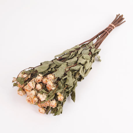 Dried Spray Roses, Natural Cream Colour.  Image shows a bunch of 10 stems