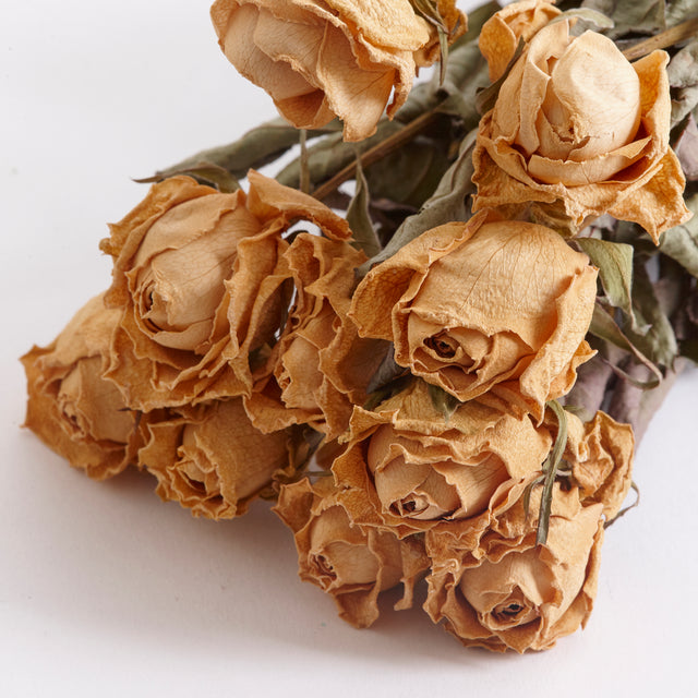 Close up of the dried roses Yvonne, peach colour flowers