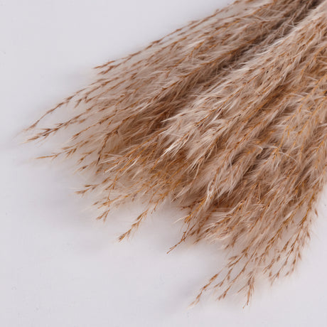 Natural and Dried Miscanthus Grass.  Sold by the Bunch.  Image shows a close up of the fluffy seed heads