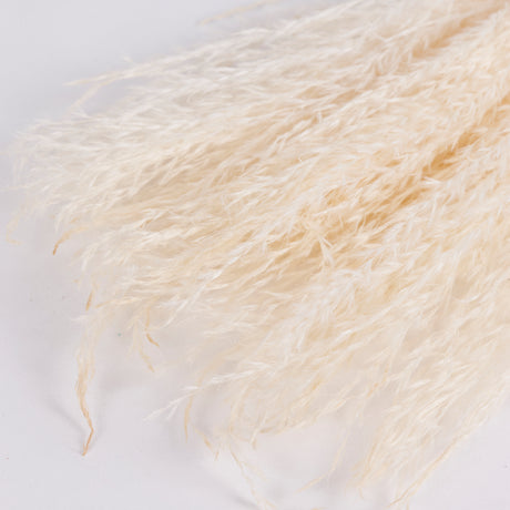 Close up image showing the fluffy grass stems of bleached miscanthus grass.