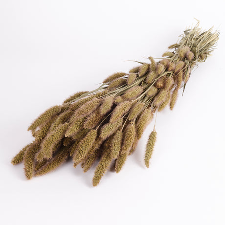 A bunch of Natural Dried Setaria Grass commonly known as foxtail grass.  Image shows whole bunch