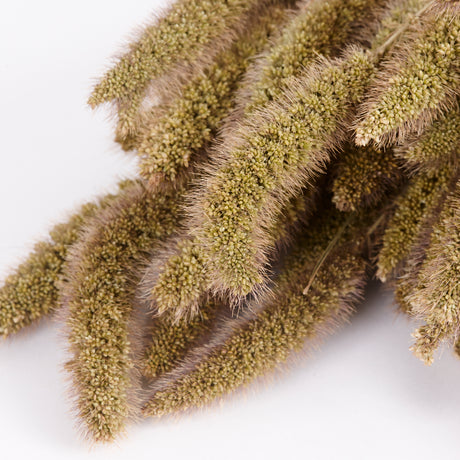 Close up image of Natural and Dried Setaria Grass.