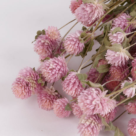 Image shows a close up of dried gomphrena flowers in a natural pink colour