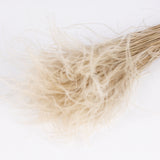 Close up of the fluffy stypa grass in natural white 