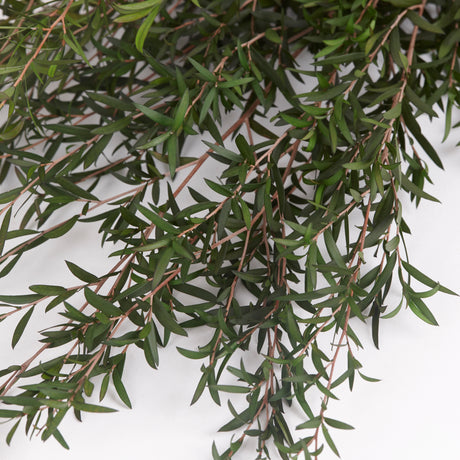 Close up image of the long green leaves on a bunch of lepto longifolia, preserved