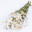 A bunch of white Rodanthe Daisy flowers with yellow centres