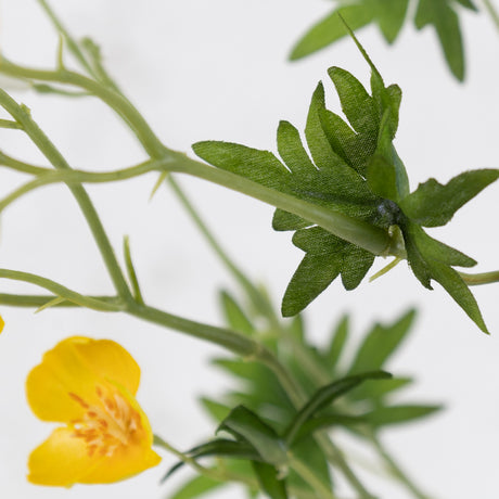 Meadow Buttercup, Yellow, 68cm