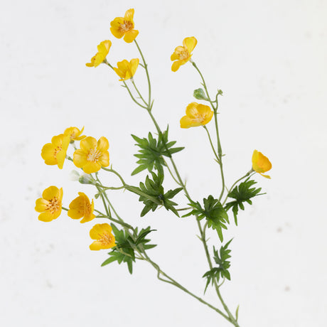 Meadow Buttercup, Yellow, 68cm