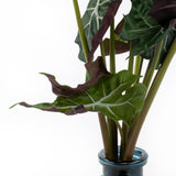 Alocasia Polly, Skeletplant 60cm