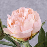 Peony, Spring Dream, Pink, 73cm