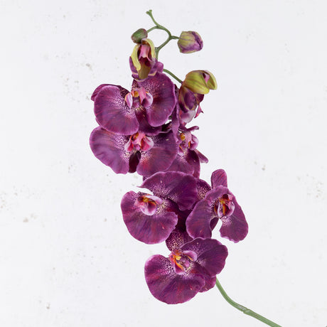 Phalaenopsis, Dark Red, 102cm