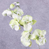 Phalaenopsis Orchid, Green, Snow, 76cm