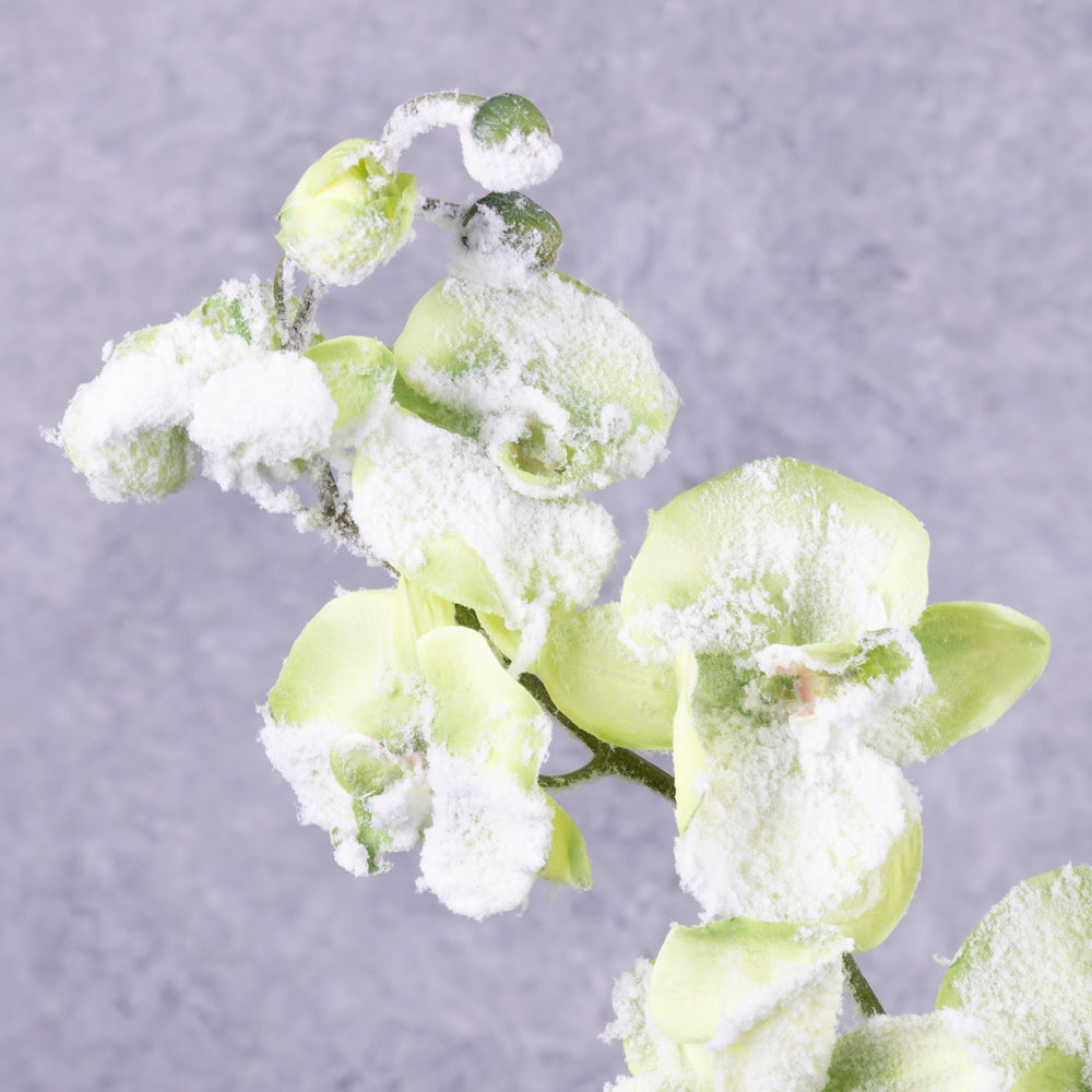 Phalaenopsis Orchid, Green, Snow, 76cm