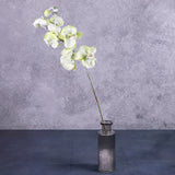 Phalaenopsis Orchid, Green, Snow, 76cm