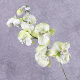 Phalaenopsis Orchid, Green, Snow, 76cm