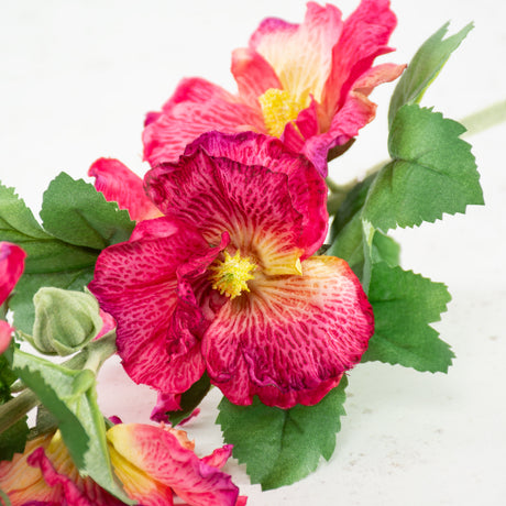 Hollyhock, Spring Dream, Cerise Pink, 87cm