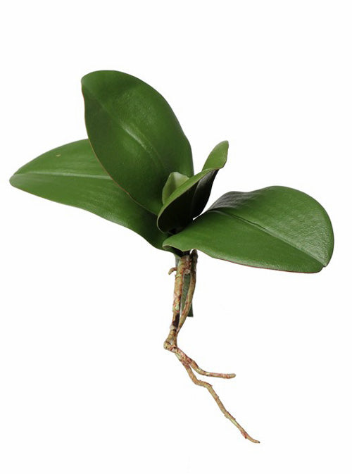 Orchid Leaves and roots