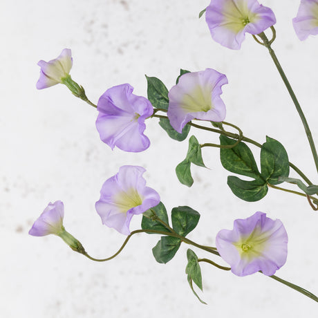 Convolvulus, Lilac, 63cm