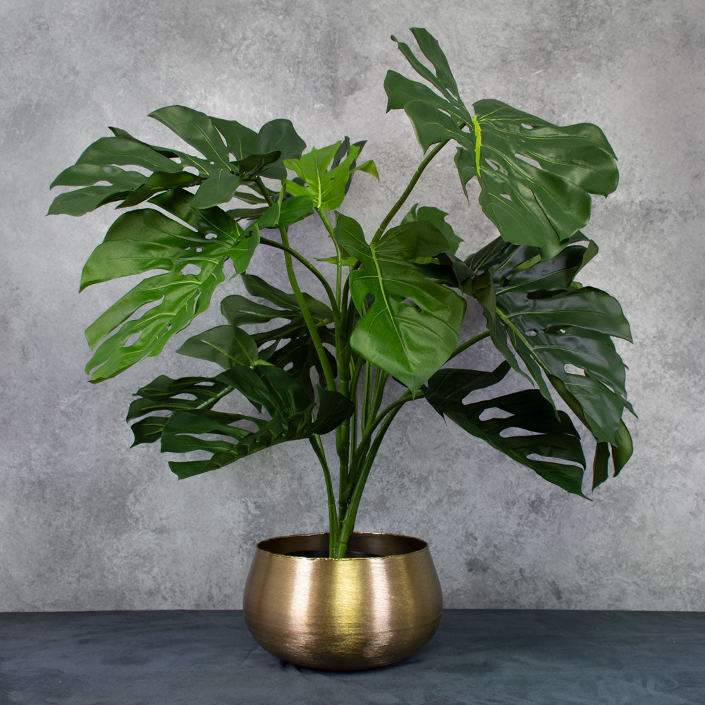 Monstera pot deals