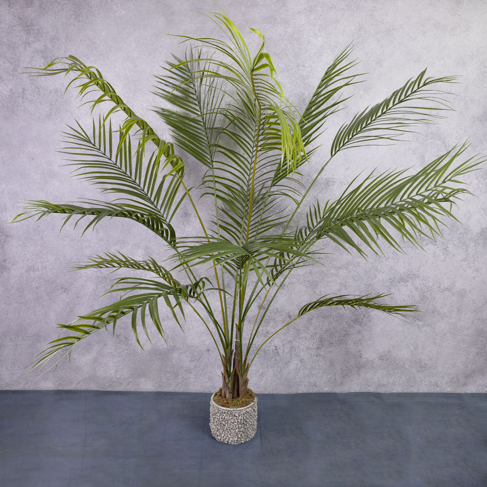 Eureka palm online