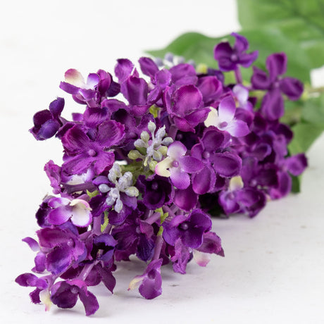 Lilac (Syringa), Purple, 80cm