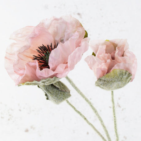 Papaver 'Ann', Light Pink, 76cm