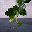 Tilia Cordata, Grape, Artificial, 50cm