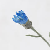 Cornflower, Blue, 70cm