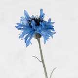 Cornflower, Blue, 70cm