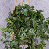 Ivy (hedera helix), Green