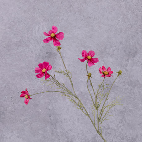 A close up of a pink flowered cosmos flower spray