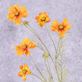 Cosmos bipinnatus, 5 Flowers, Orange, 72cm