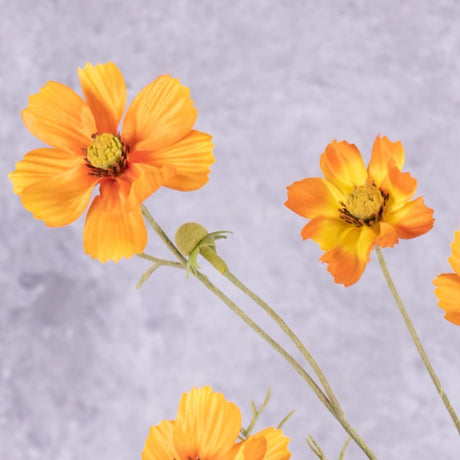 Cosmos bipinnatus, 5 Flowers, Orange, 72cm