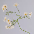 Ox-Eye Daisy, Old Court Variety, Cream, 70cm