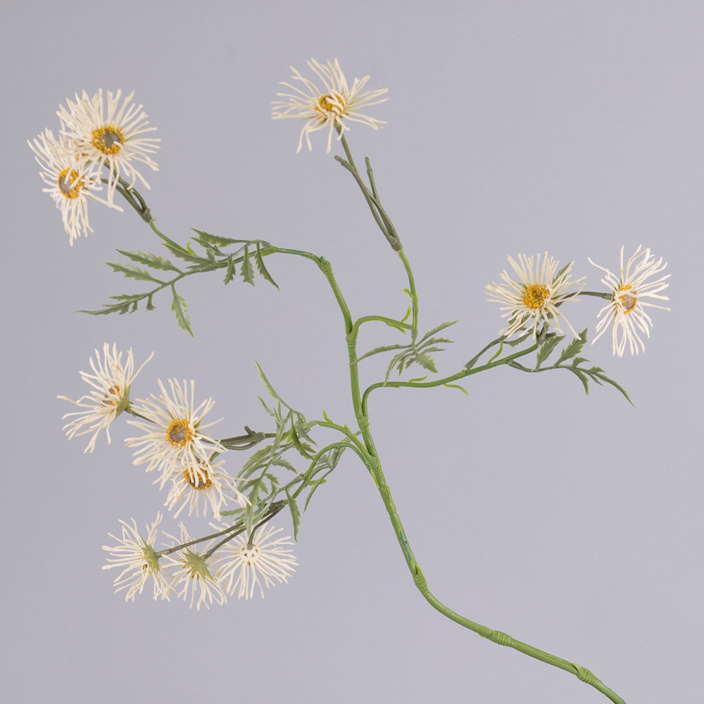 Ox-Eye Daisy, Old Court Variety, Cream, 70cm